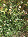 Alexandriner Klee/Trifolium alexandrinum
