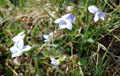 Violette à capuchon/Viola cucullata, Viola obliqua