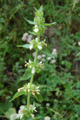 Andorn/Marrubium vulgare