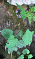 Morella rampicante, Dulcamara/Solanum dulcamara