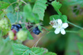 Blaue Brombeere, Kratzbeere/Rubus caesius