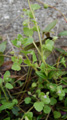Véronique à feuilles de lierre/Veronika hederifolia