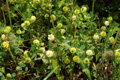 Trifoglio campestre/Trifolium campestre