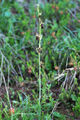 Ofride insettifera/Ophrys insectifera
