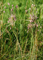 Gekielter Lauch/Allium carinatum