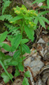 Euforbia a ombrelle gialle/Euphorbia flavicoma
