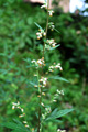 Assenzio selvatico, Aramella/Artemisia vulgaris
