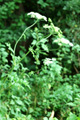 Gewöhnlicher Wiesen-Bärenklau/Heracleum sphondylium ssp. sphondylium