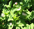 Trifolium suavéolens