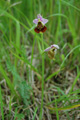 Gewöhnliche Hummel-Ragwurz/Ophrys holosericea ssp. holosericea