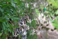 Silene nutans, ssp. livida, insubrica