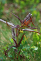 Spigarola dentellata/Melampyrum cristatum