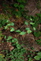 Euphorbe anguleuse/Euphorbia angulata