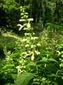 Klebrige Salbei/Salvia glutinosa