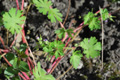 Kleiner Storchenschnabel/Geranium pusillum