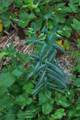 Kreuzblättrige Wolfsmilch/Euphorbia lathyris