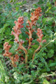 Labkraut-Würger/Orobanche caryophyllacea