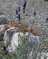 Echter Lavendel/Lavandula augustifolia