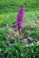 Orchide maschia/Orchis mascula
