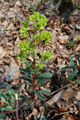 Mandelblättrige Wolfsmilch/Euphorbia amygdaloides
