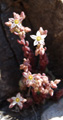 Borracina villosa/Sedum villosum