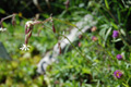 Nickendes Leimkraut/Silene nutans ssp. nutans