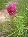 Purpurklee/Trifolium rubens