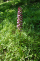 Purpur-Knabenkraut/Orchis purpurea