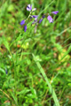 Quendelblättrige Kreuzblume/Polygala serpyllifolia