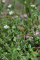 Gewöhnliches Quendelblättriges Sandkraut/Arenaria serpyllifolia