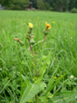 Grespino comune/Sonchus oleraceus