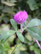 Trifoglio patense/Trifolium pratense