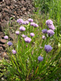 Erba cipollina/Allium schoeoprasum