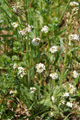 Arabetta comune/Arabidopsis thaliana