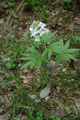 Siebenblättrige Zahnwurz/Cardamine heptaphylla