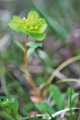 Sonnenwend-Wolfsmilch/Euphorbia helioscopia