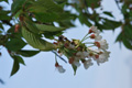 Süsskirsche/Prunus avium