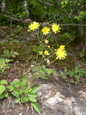 Wald-Habichtskraut/Hieracium murorum