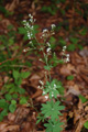Wald-Labkraut/Galium sylvaticum