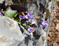 Violette des forêts/Viola reichenbachiana