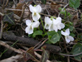 Weisses Veilchen/Viola alba