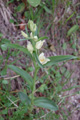 Céphalanthère blanche/Cephalanthera damasonium