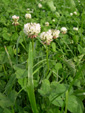 Kriechender Klee/Trifolium repens
