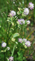 Wende-Klee (Persischer Klee)/Trifolium resupinatum