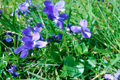 Violette odorante/Viola odorata